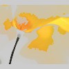 Imperial Flowers